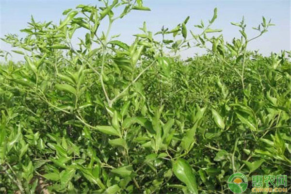 果樹葉片變黃現(xiàn)象